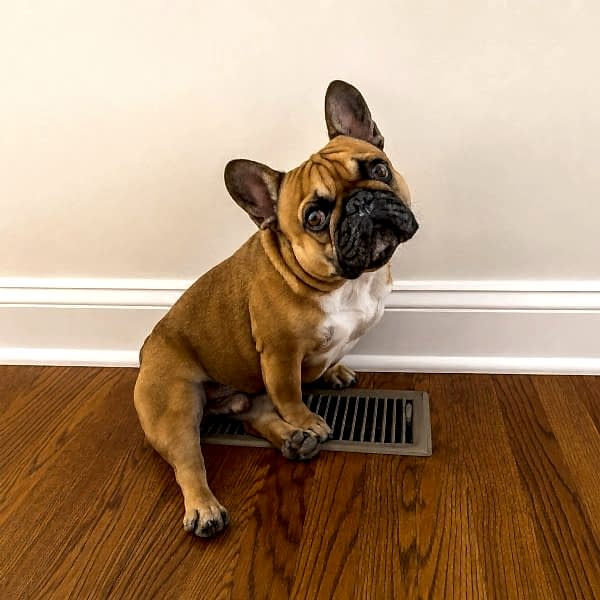 Bulldog on hardwood floor